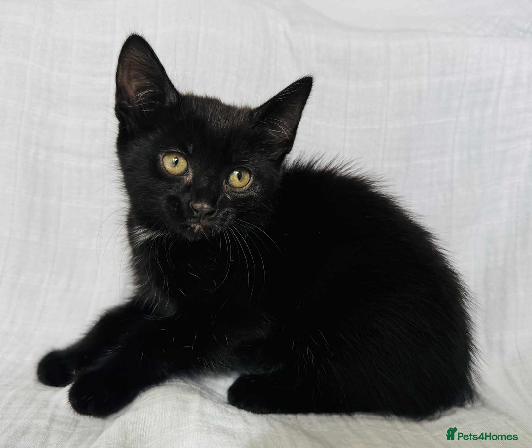 Mixed Breed cats for sale: Last black female left Turkish angora cross kitten - Image 1