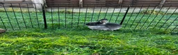 Mixed Breed rabbits for sale: Rabbits for sale in Walsall - Advert 5