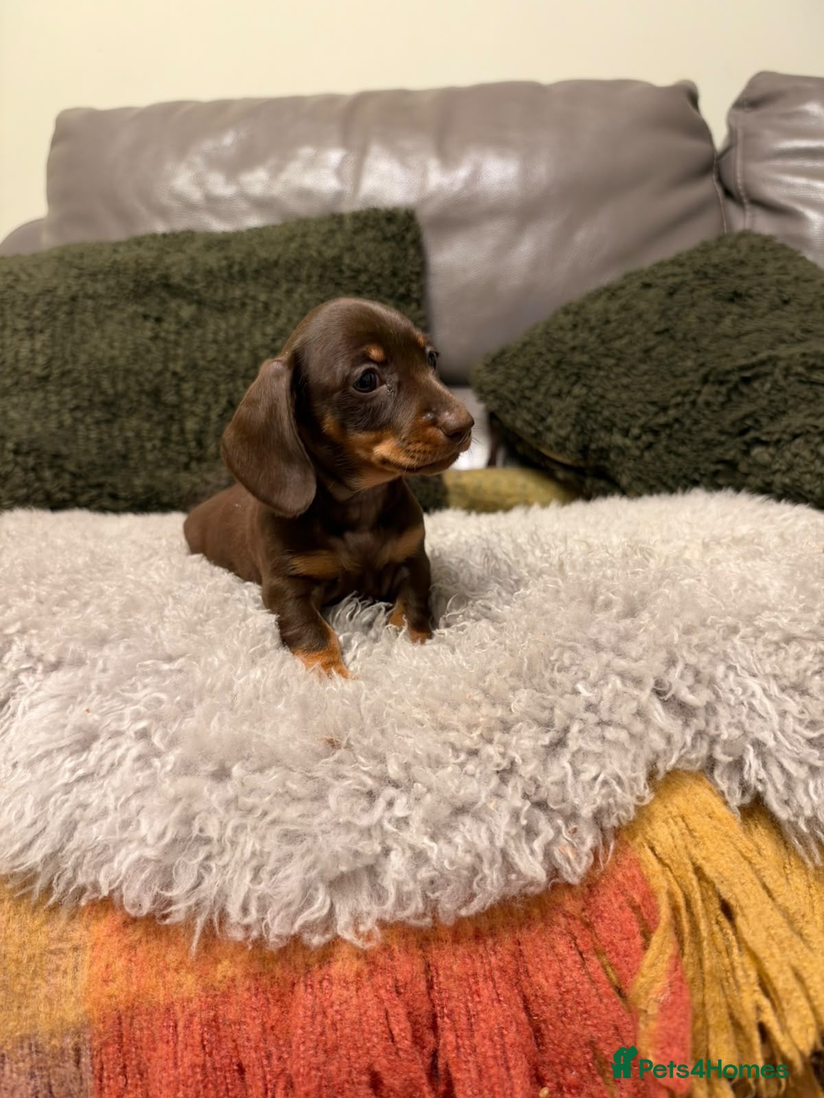Miniature Dachshund dogs for sale: 2girls left! KC Miniature Smooth Dachshund Puppies - Advert 1