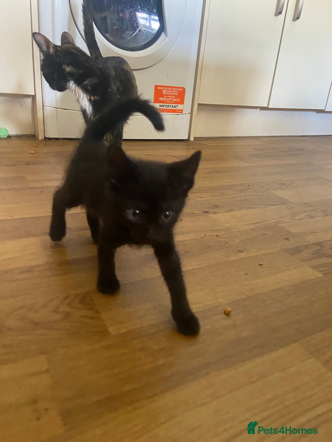 Bengal cats for sale: 7 adorable bengal/tort kitties available now!  - Image 6