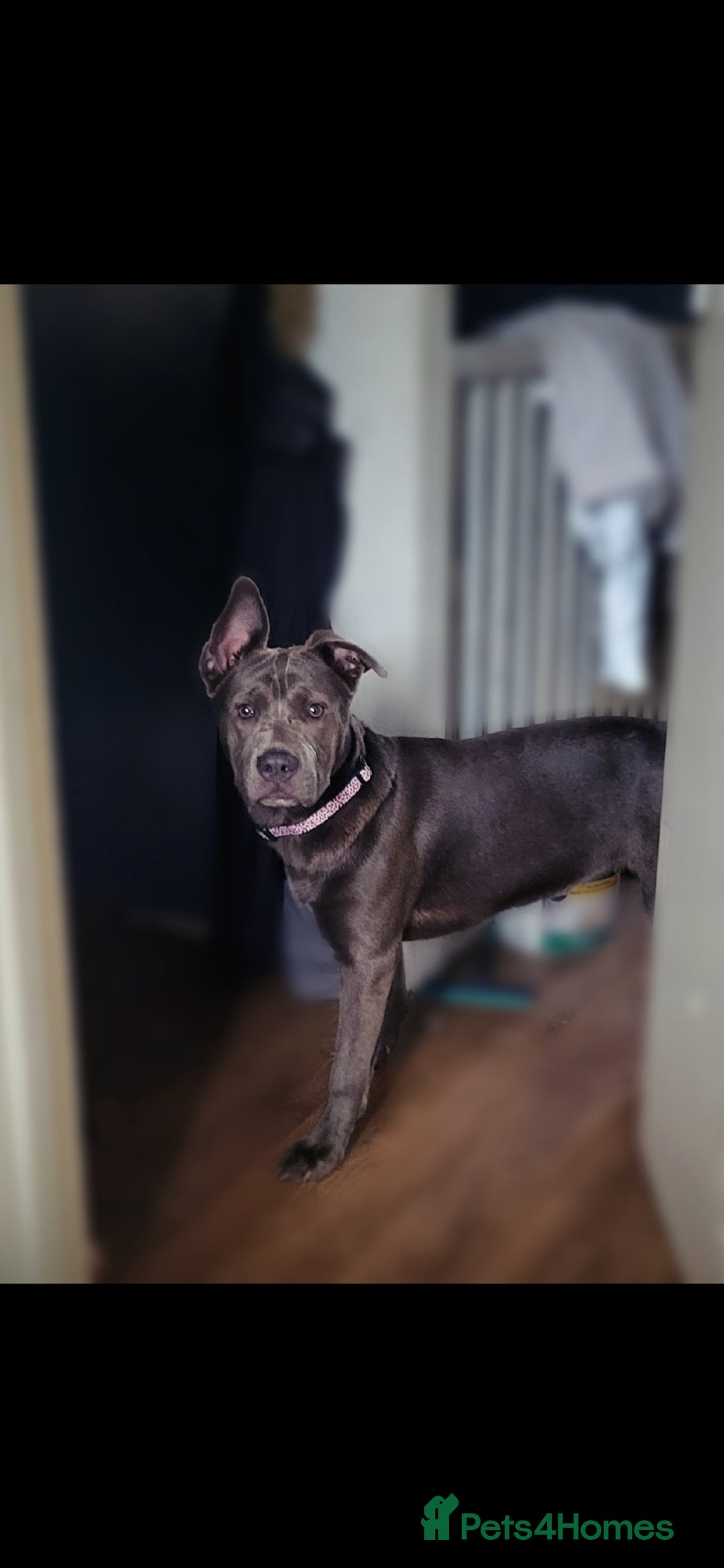 Mixed Breed dogs for sale: Mixed breed beautiful blue baby - Advert 3