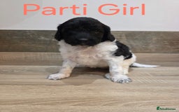 Labradoodle dogs for sale: Gorgeous Labradoodle Babies  - Image 7