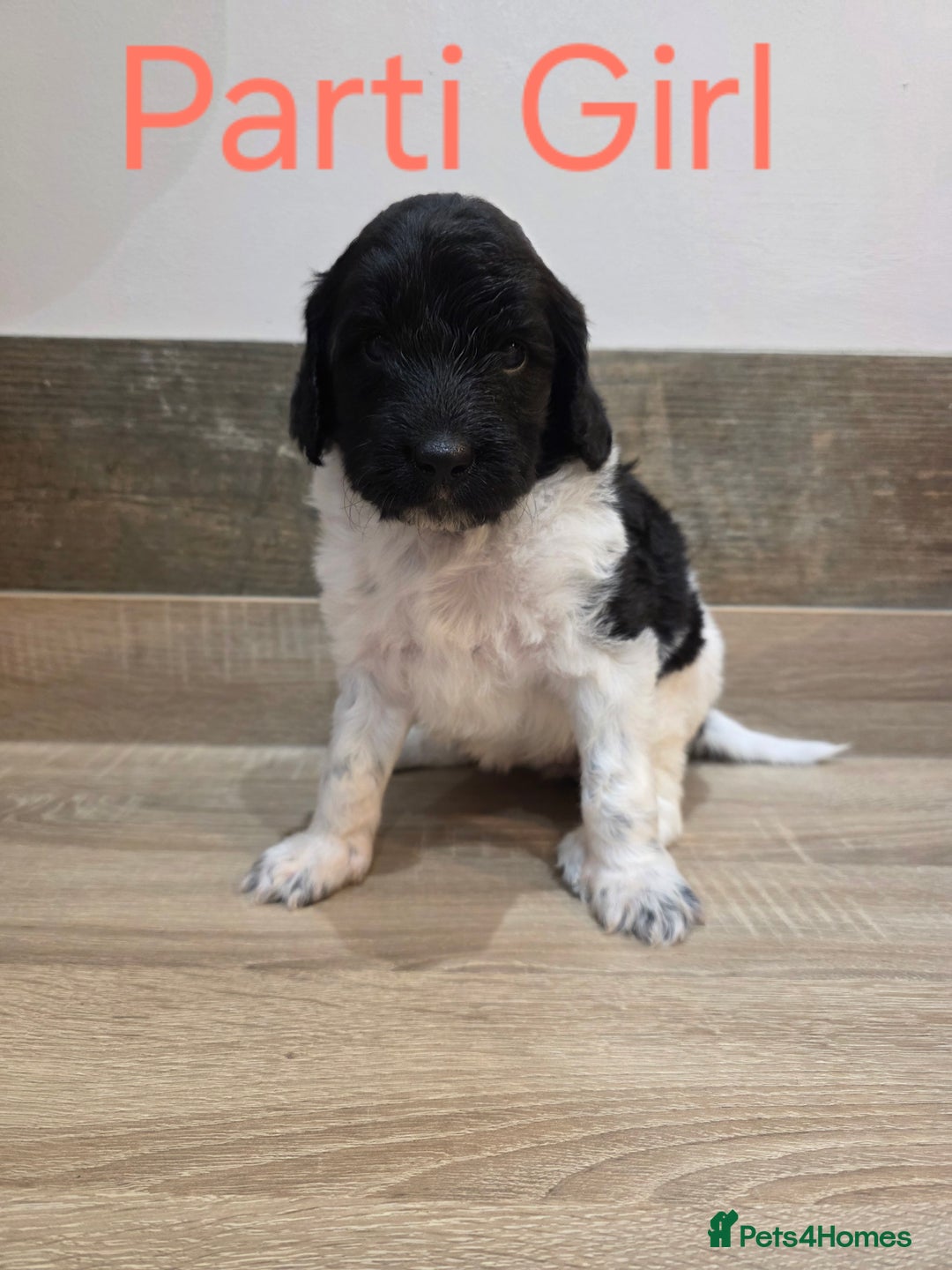 Labradoodle dogs for sale: Gorgeous Labradoodle Babies  - Image 7