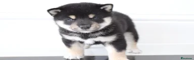 Japanese Shiba Inu 2