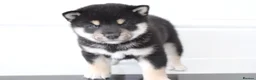 Japanese Shiba Inu dogs for sale: EXCEPTIONAL SHIBA INU PUPPIES OUTSTANDING QUALITY - Advert 12