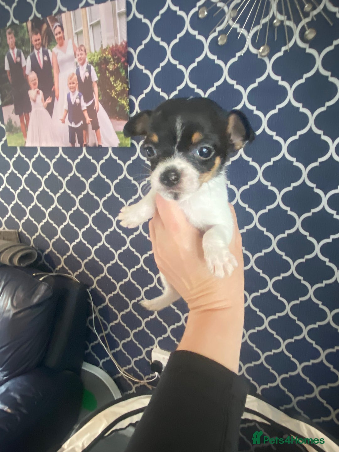 Jack Russell dogs for sale: Jack Russel beauty’s  in Folkestone - Image 8