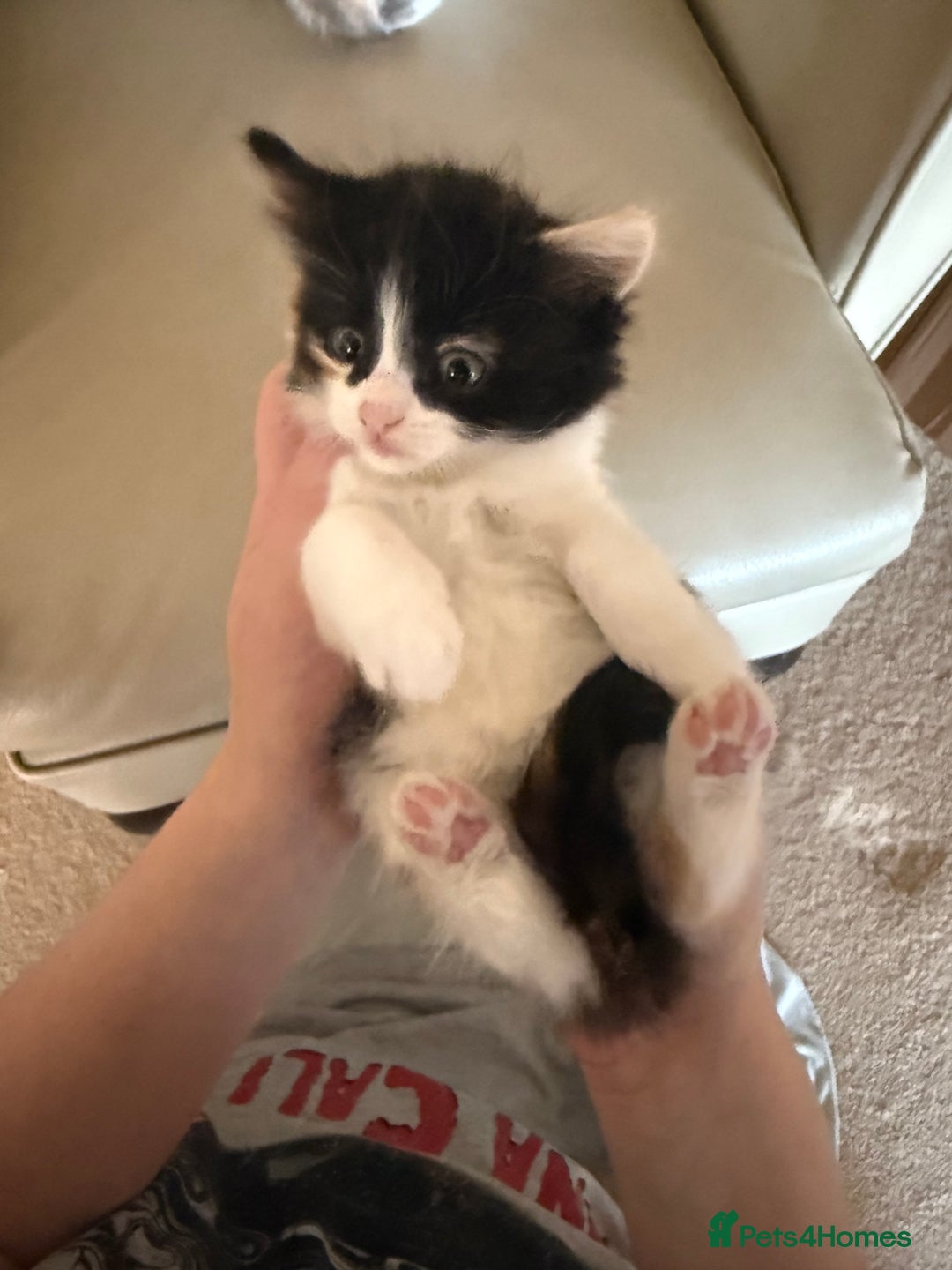 Ragdoll cats for sale: Part rag doll kittens  - Advert 11