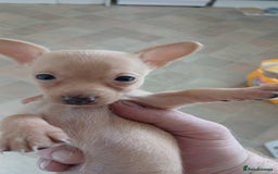 Mixed Breed dogs for sale: Female puppy - Image 1