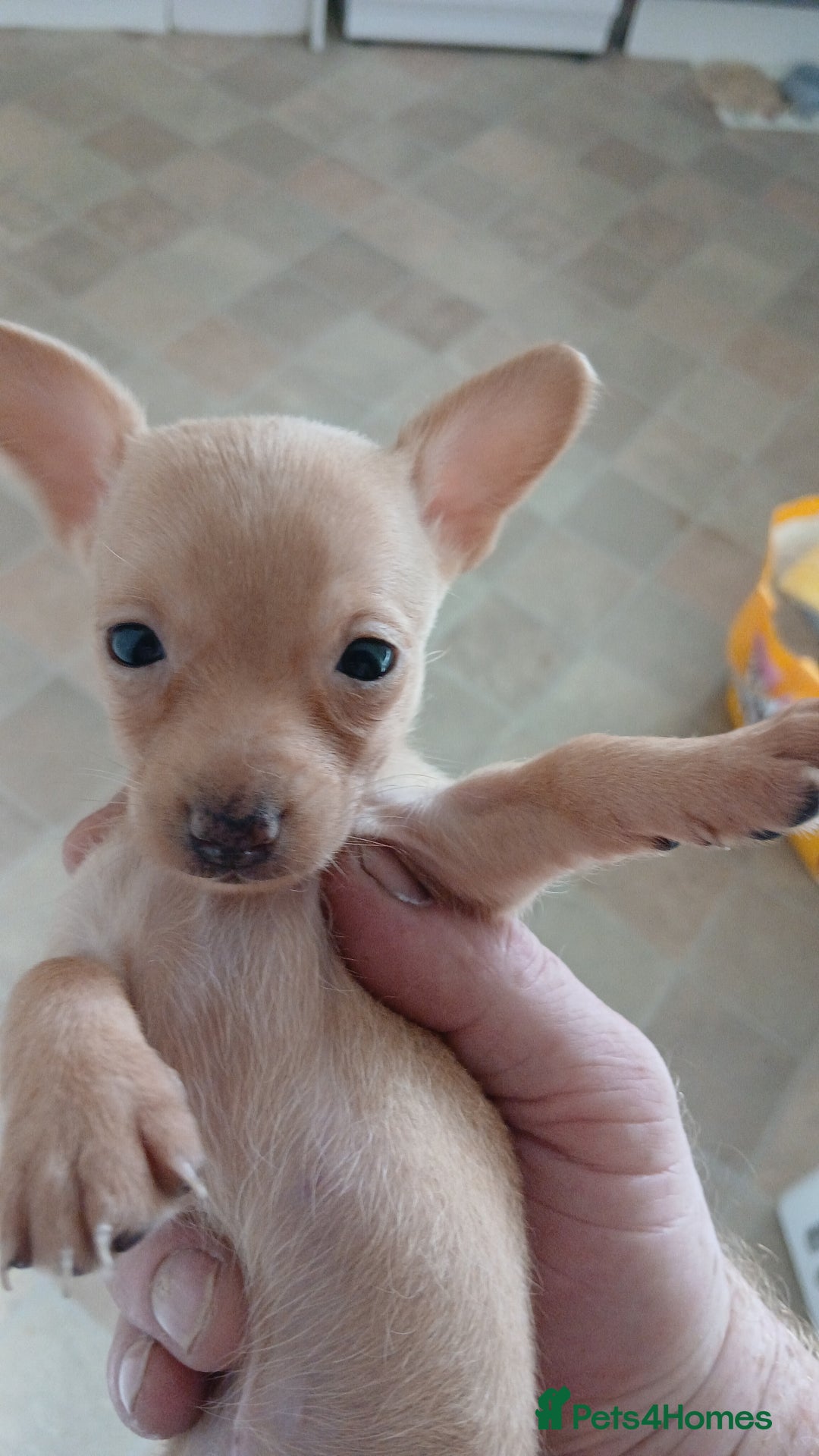 Mixed Breed dogs for sale: Female puppy - Image 1