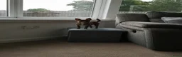 Chihuahua dogs for sale: Beautiful Smooth Coat Chihuahua - Advert 5
