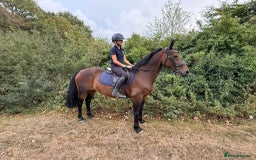Riding pony horses for sale: SAFE SENSIBLE HAPPY HACKER - Image 3