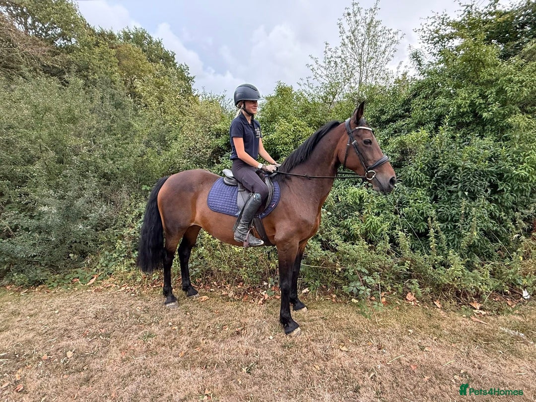 Riding pony horses for sale: SAFE SENSIBLE HAPPY HACKER - Image 3