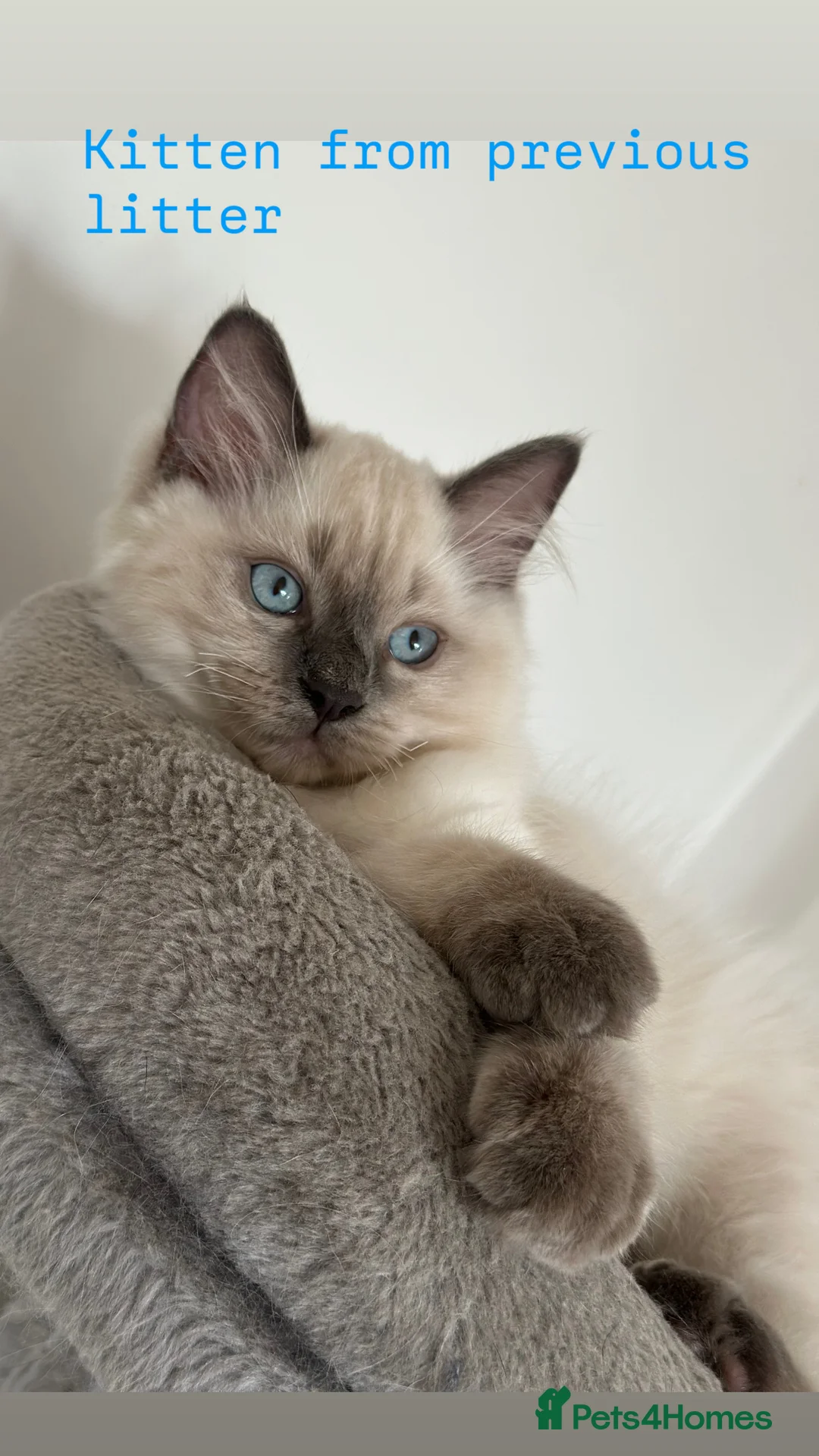 Ragdoll cats for sale: Beautiful ragdoll kittens  - Advert 3
