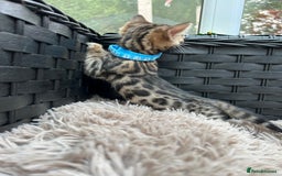 Bengal cats for sale: ❤️ PURE BENGAL KITTENS FOR RESERVATION! ❤️ in Birmingham - Image 5
