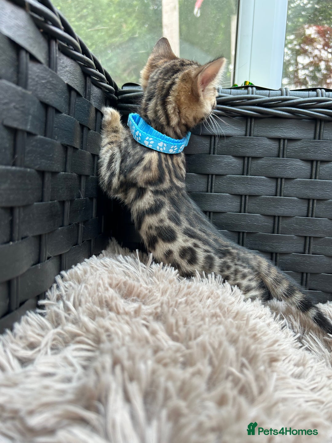 Bengal cats for sale: ❤️ PURE BENGAL KITTENS FOR RESERVATION! ❤️ in Birmingham - Image 5