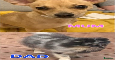 Pomchi dogs - Advert 4