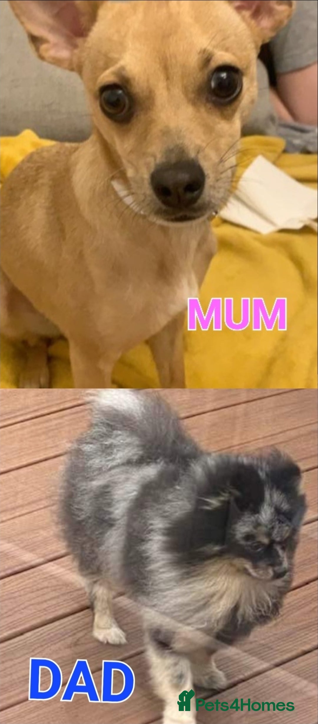Pomchi dogs for sale: Beautiful merle pomchi puppies  - Image 2