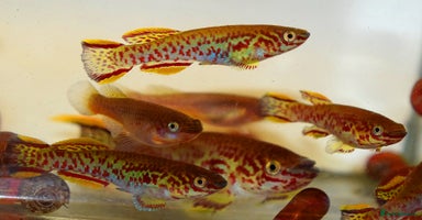 Live Bearers fish in Glasgow - Advert 4