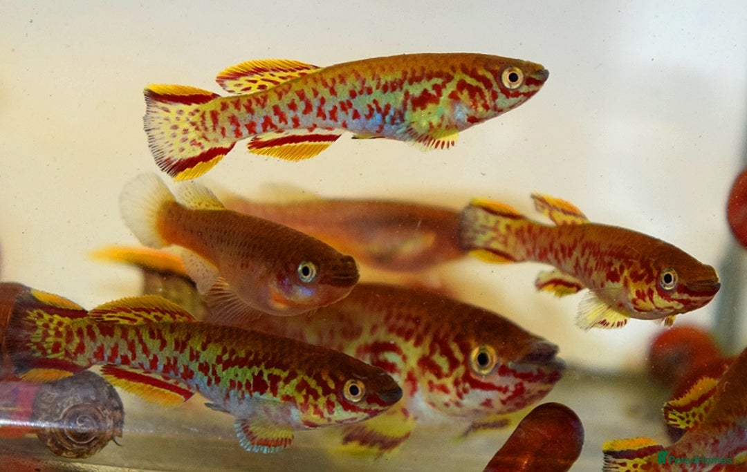 Live Bearers fish for sale: Tropical Fish and Eggs for Sale in Glasgow - Image 3