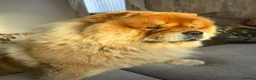 Chow Chow dogs for stud: Chow chow stud  - Advert 3