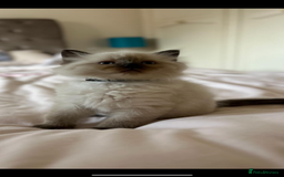 Ragdoll cats for sale: 3 Beautiful Ragdoll kittens  - Image 9