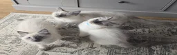 Ragdoll cats for sale: Beautiful ragdolls  - Advert 6
