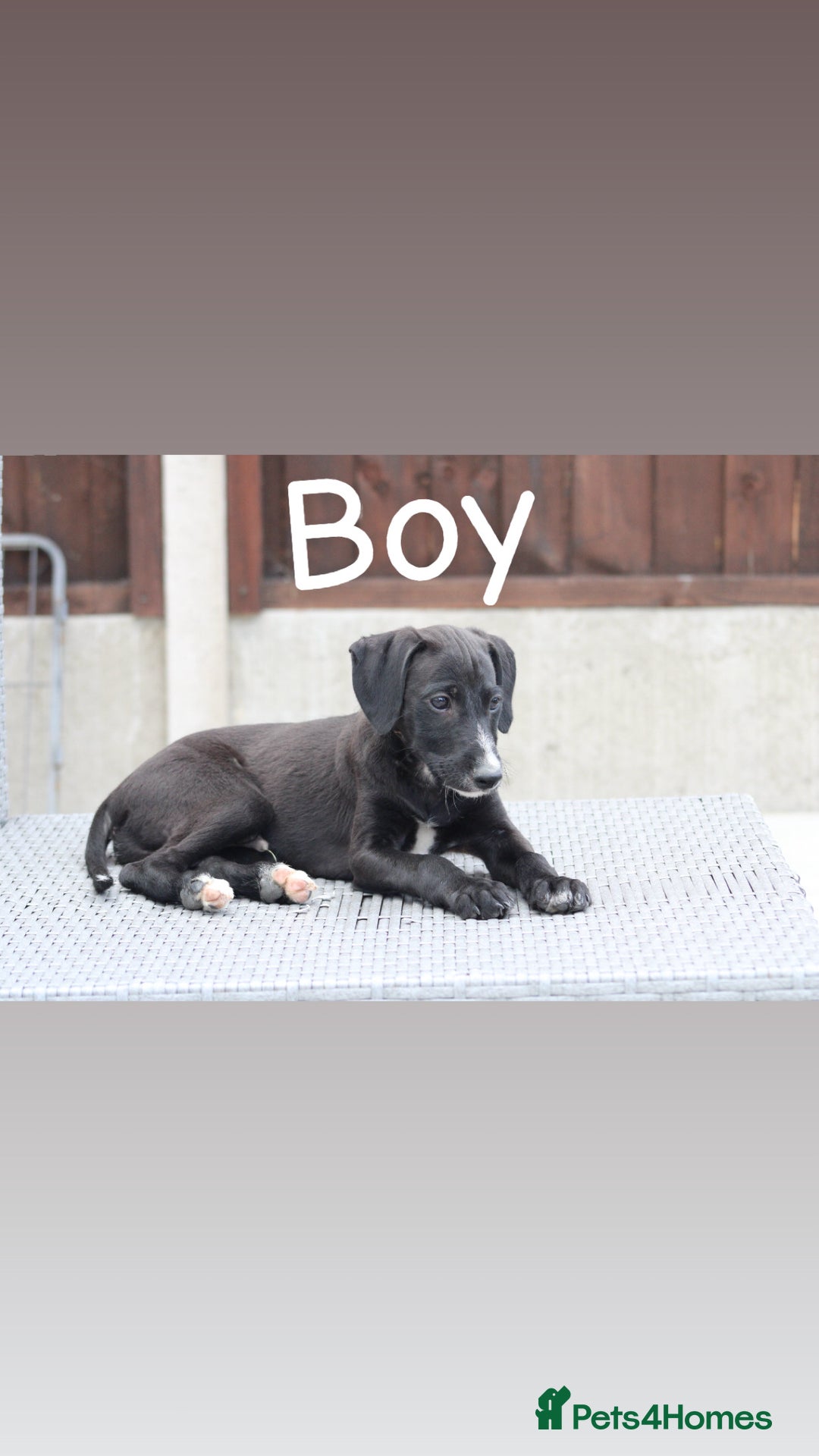 Lurcher dogs for sale: ⭐️beautiful lurcher puppy’s  - Image 13