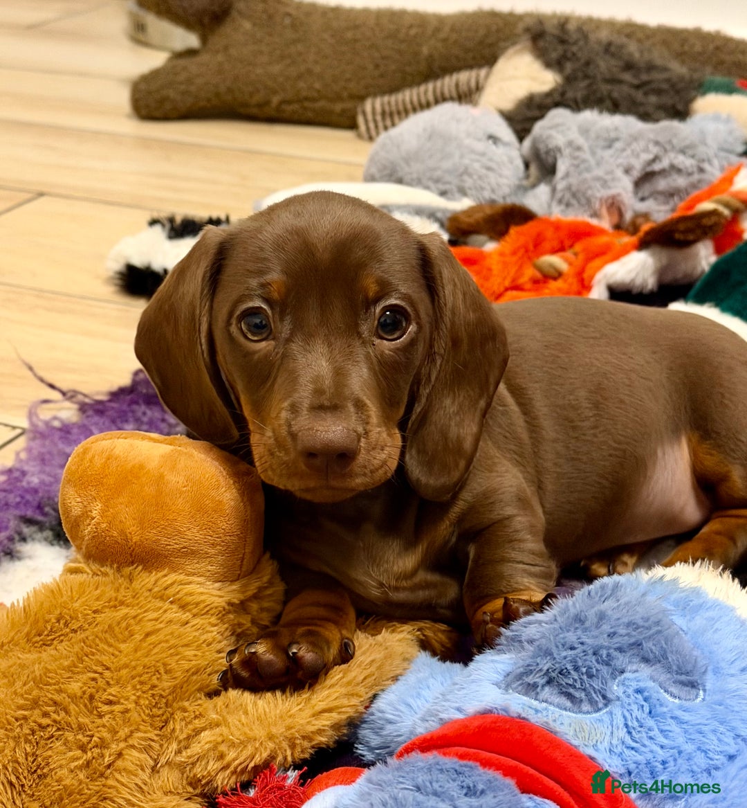 Miniature Dachshund dogs for sale: REDUCED…PRA Clear, KC Reg Miniature Dachshund Girl - Advert 7