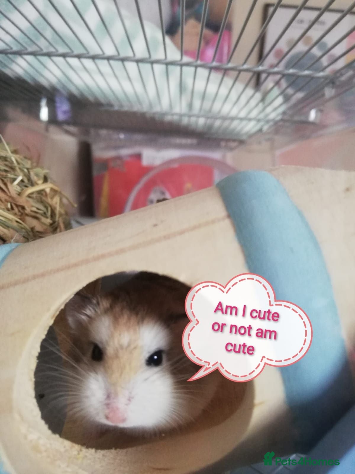 Hamster rodents DWARF HAMSTER FEMALE  - Advert 3