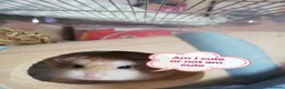 Hamster rodents for sale: DWARF HAMSTER FEMALE  - Advert 1