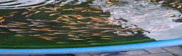 Koi Carp fish for sale: Koi fry 1-3 inch  in Willenhall - Advert 13