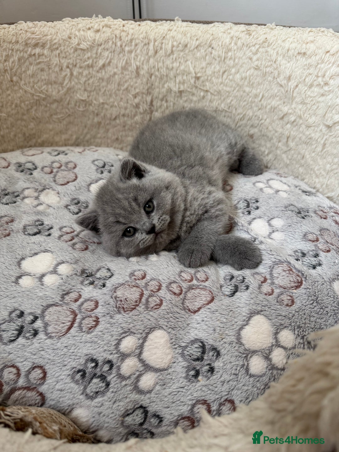 British Shorthair cats for sale: IGRCH & GRCH Sired GCCF reg British Shorthair  - Image 15
