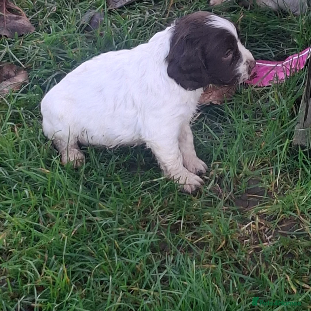 Sprocker dogs for sale: Sprocker Spaniel Puppies - Advert 6