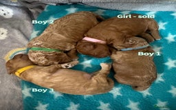 Toy Poodle dogs for sale: Adorable Playful Toy Poodles - 3 Boys Left - Image 10
