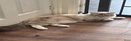 Ragdoll cats for sale: 3 tica reg male ragdolls  - Advert 2