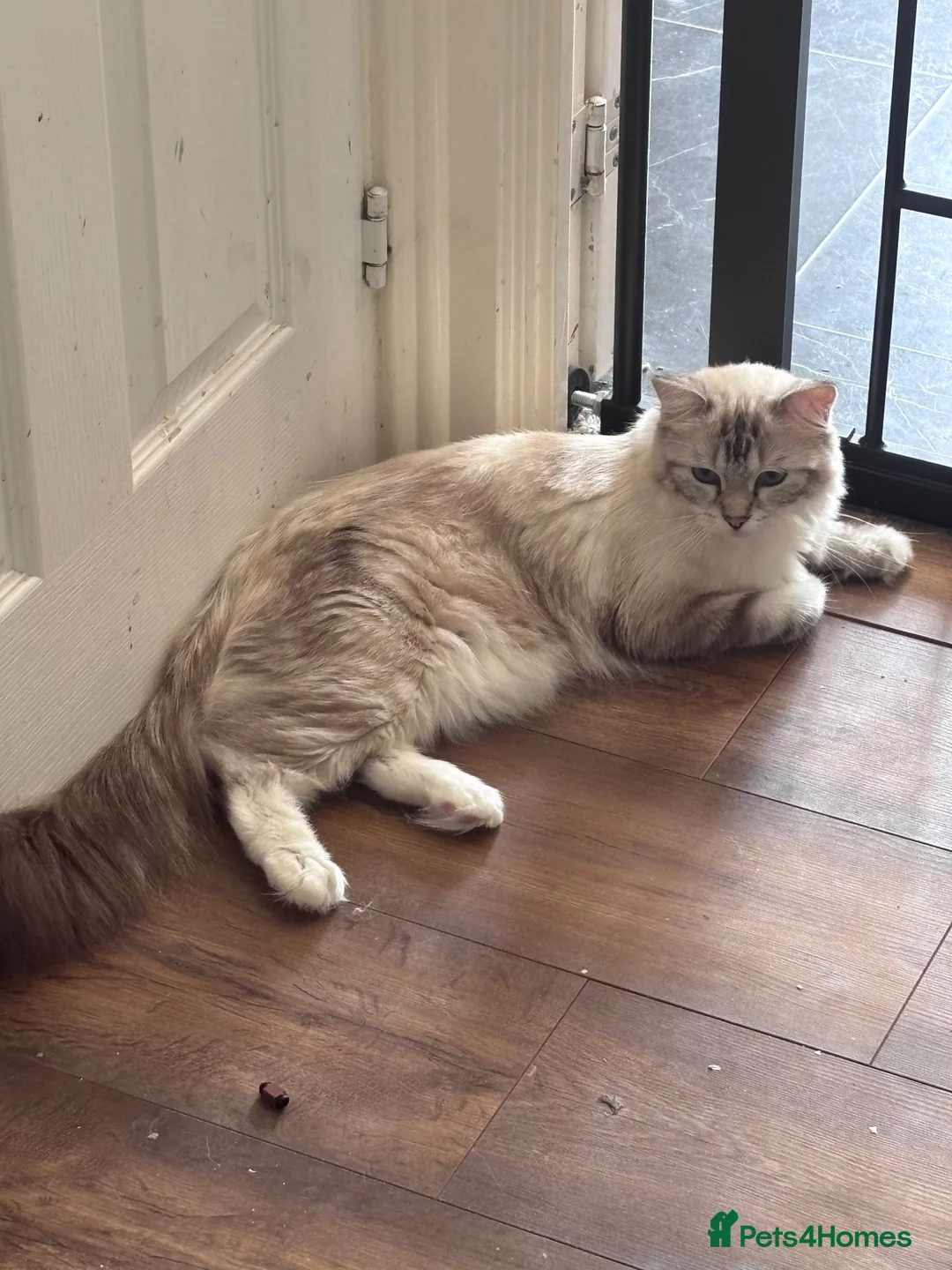 Ragdoll cats for sale: 3 tica reg male ragdolls  - Advert 2
