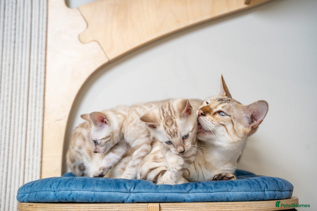 Bengal cats for sale: GOOBER-Snow Lynx Pure Bengal-TICA REG.-Playful boy - Advert 26