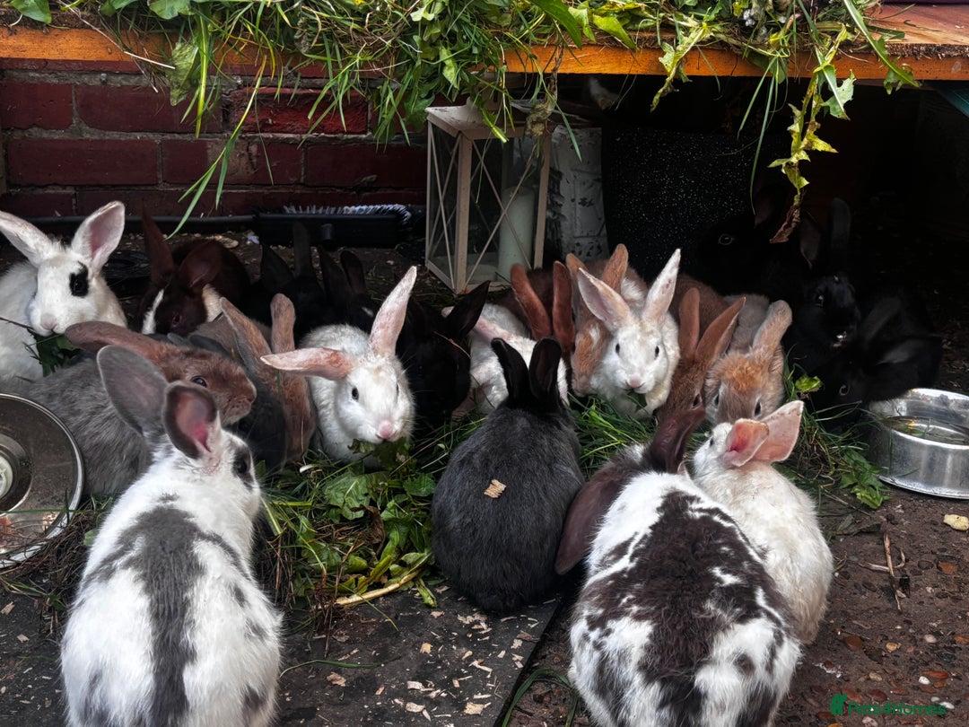 Mixed Breed rabbits for sale: Rabbits 🐇  - Advert 1