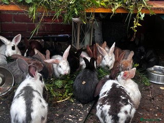 Mixed Breed rabbits Rabbits 🐇 - Advert 2