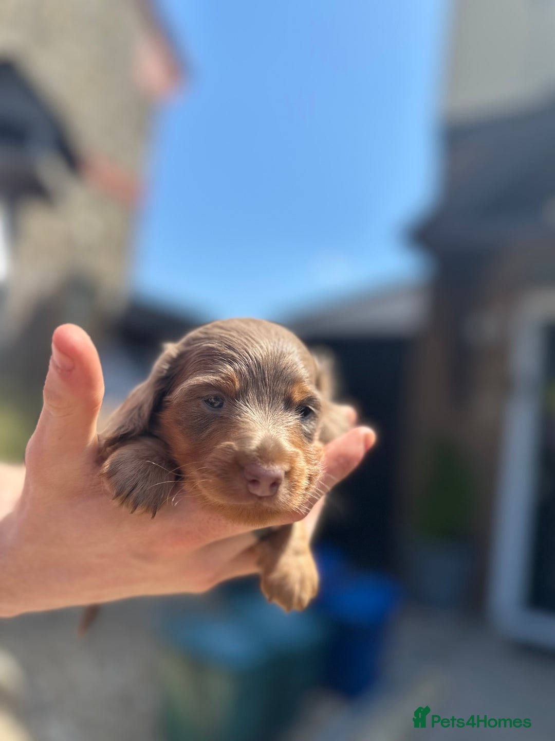 Miniature Dachshund dogs for sale: 2 Long Haired Miniature Dachshunds  - Image 4