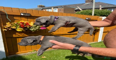 Staffordshire Bull Terrier dogs - Advert 1