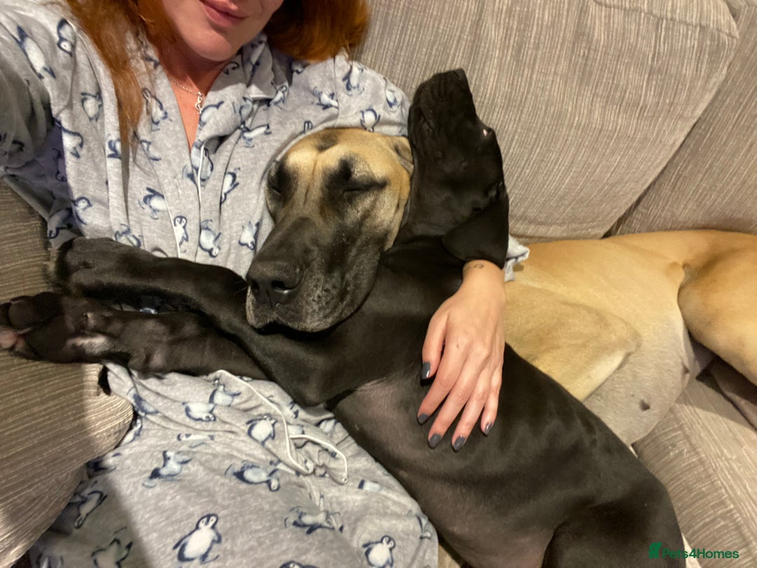 Great Dane dogs for sale: Gorgeous Black/Blue Great Dane Puppies - Image 9