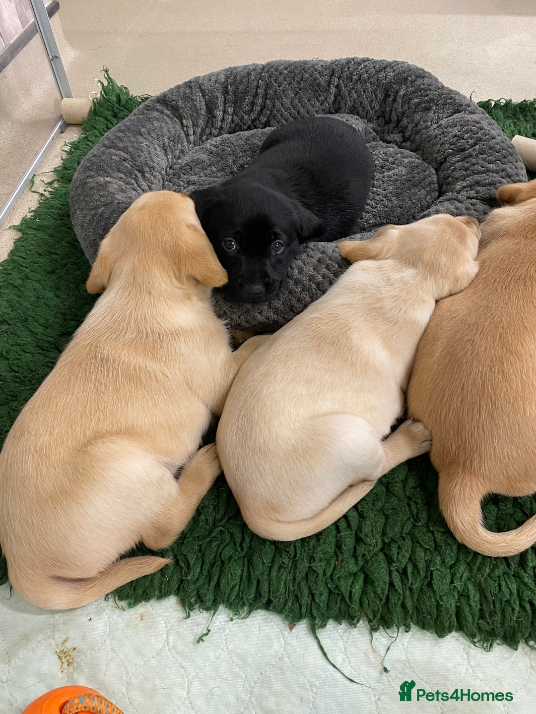 Labrador Retriever dogs for sale: Fabulous Labrador Puppies - Image 4