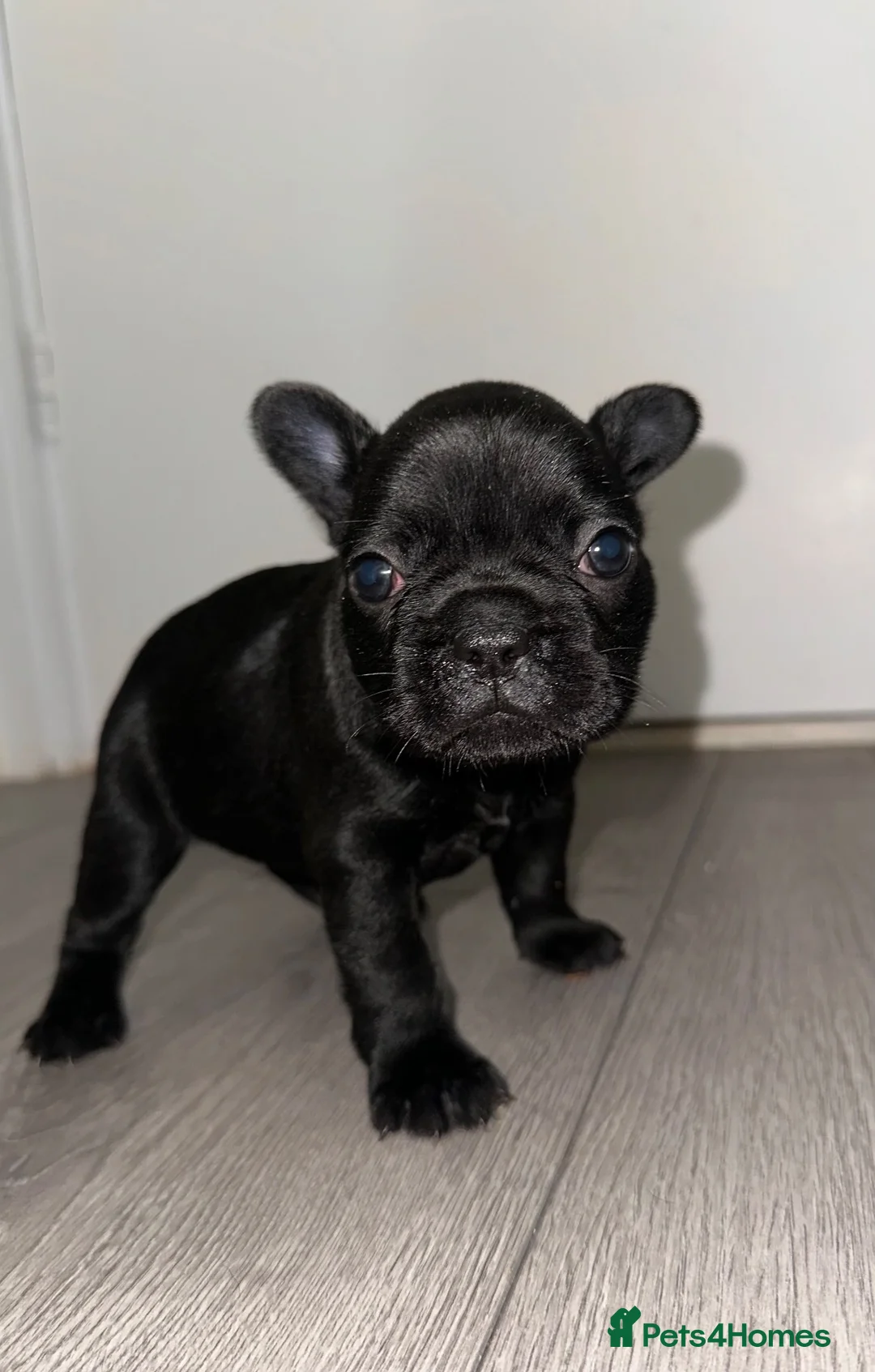French Bulldog dogs for sale: French Bulldog puppies! in Sheffield - Advert 26