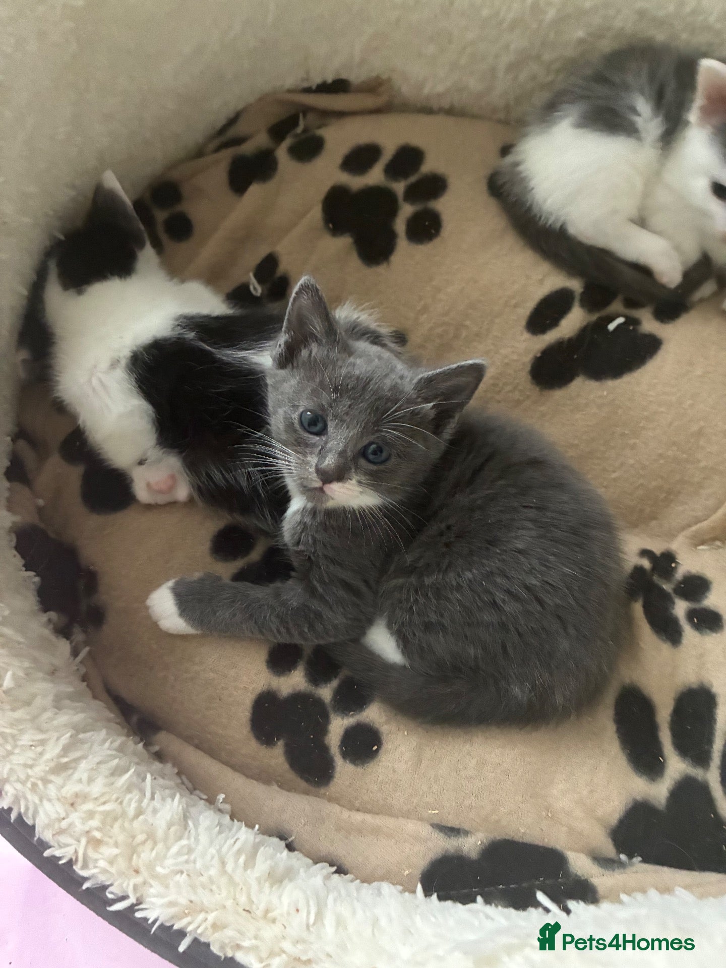 Mixed Breed cats Ragdoll cross kittens  - Advert 4