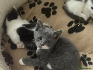 Mixed Breed cats Ragdoll cross kittens - Advert 4