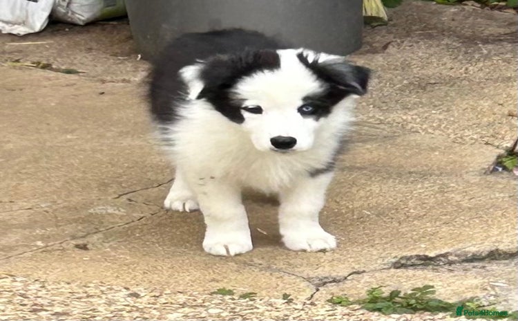 Border Collie dogs - Advert 2