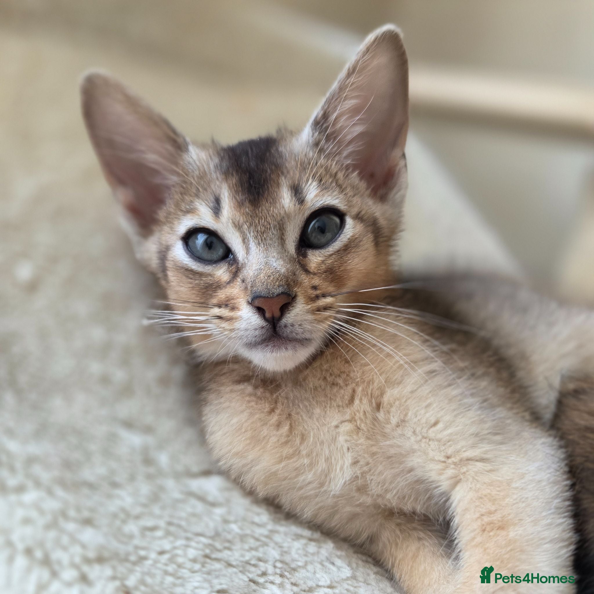 Abyssinian cats  💥 Only one boy available! ❤️ - Advert 2