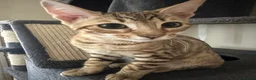 Bengal cats for sale: Bengal kittens  - Advert 13