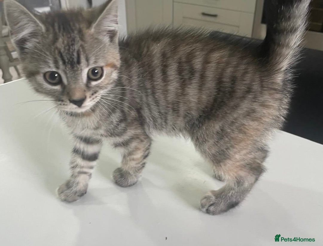 Mixed Breed cats for sale: 2 kittens  in Grays - Image 6